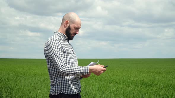 Agronomist or Farmer Examines the Growth of Wheat