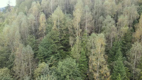 Trees in the Mountains Slow Motion. Aerial View of the Carpathian Mountains in Autumn. Ukraine