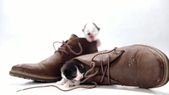 Two kiitens mew and look around from inside a pair of brown boots