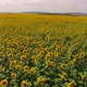 Sunflower Field, Shot with Drones - VideoHive Item for Sale