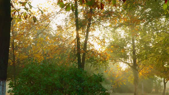 Rays Of Sun Through the Trees Crown