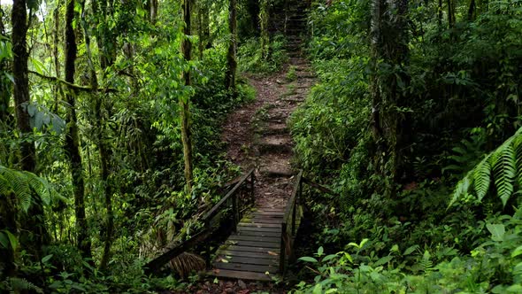 Following a hiking trail through a tropical forest going over a wooden bridge