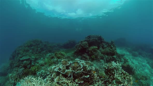 Coral Reef and Tropical Fish Underwater