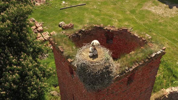 Family of stork in the nest on the damaged old tower