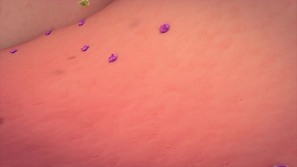 The internal functioning of the blood vasculature in the brain alt