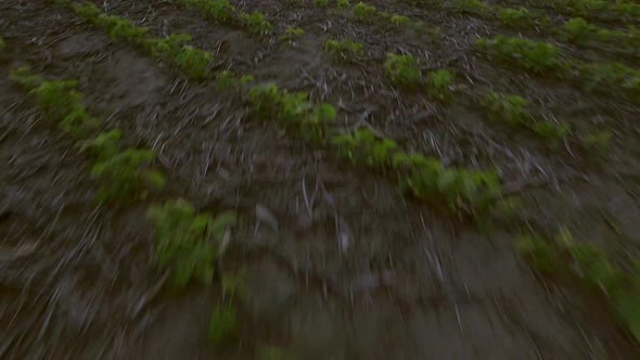 Seedlings emerging in rows from cultivated soil