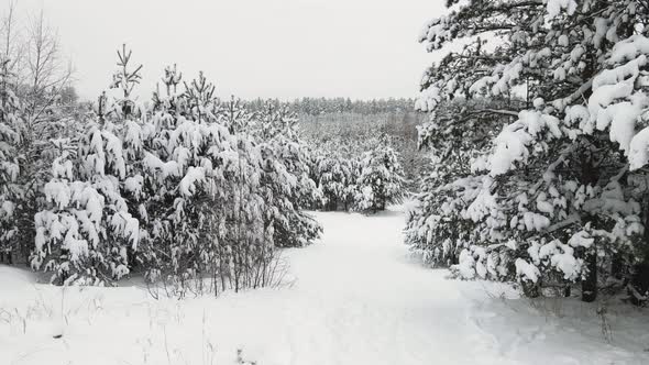 Beautiful Winter Snowcovered Forest in Cool Weather Aerial View