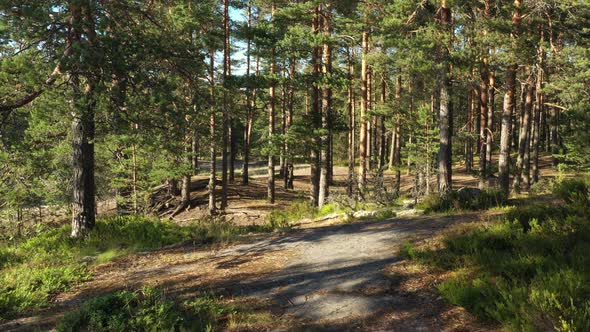 Evergreen forest in the sunny day