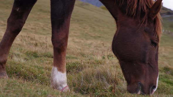 Close up of graceful horse easting grass
