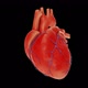Beating Heart Animation - VideoHive Item for Sale
