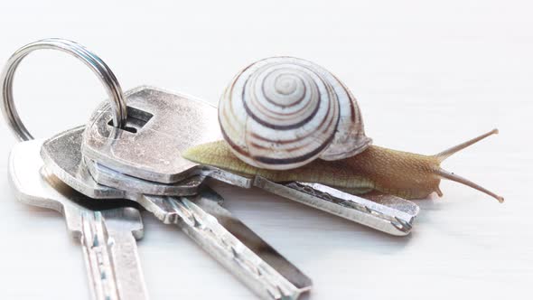 snail sliding on several house keys holder with iron stainless steel ring chain.bye rent sell