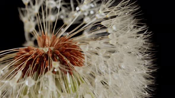 Macro shot of a Dandelion rotating