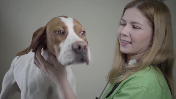 Young Female Veterinarian in Green Uniform Examining the Neck of the Big Pointer Dog with Brown