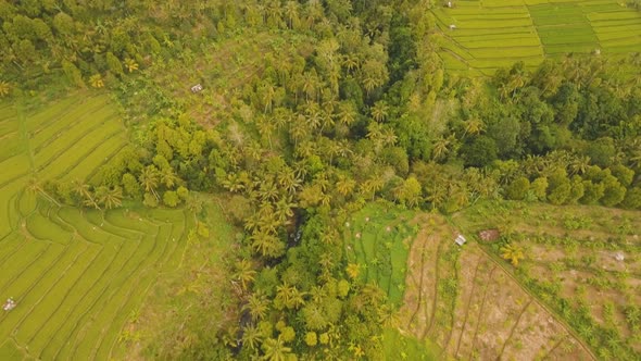 Landscape with Rice Terrace Field Bali Indonesia