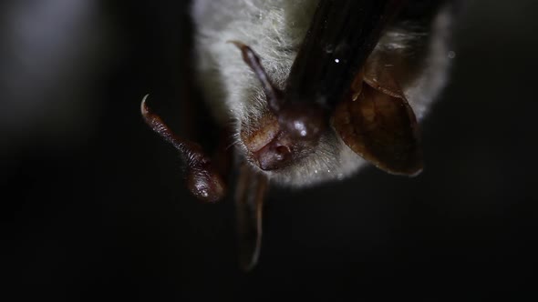 Bat hanging close up darkness