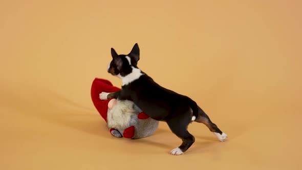 The Sweet Pet Has Fun Playing with the Gnome Christmas Toy