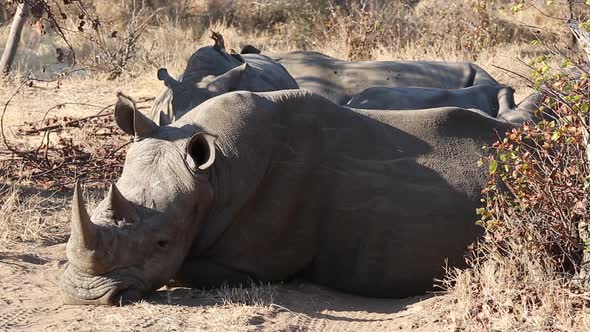 Close-up of a group of white rhinos sleeping together in the wild