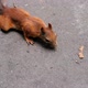 A Red Squirrel Finds a Hazelnut in a Shell on an Asphalt Road - VideoHive Item for Sale