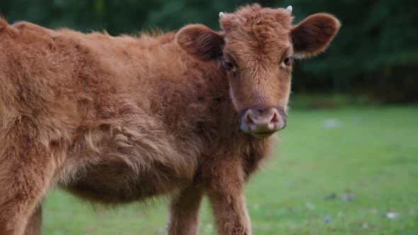 Wild furry cow looking at the camera