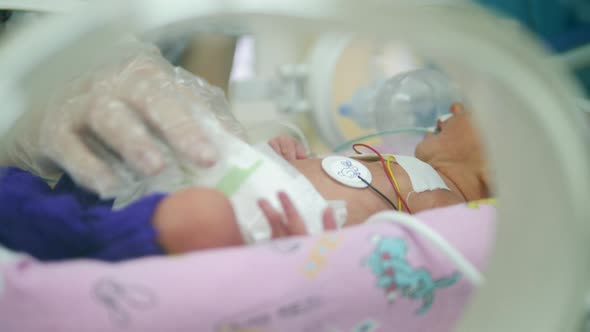 Pediatrician Checks Newborn Baby in Incubator.