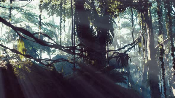 Misty Jungle Rainforest in Fog