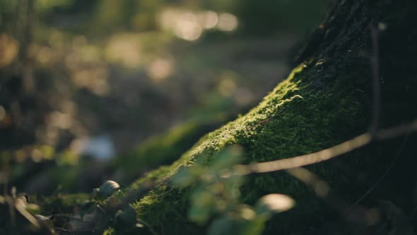 Close up of fresh, green moss on a tree, in dark, sunlit forest - tracking view