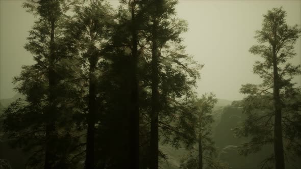 Fog and Pine Trees on Rugged Mountainside and Coming Storm alt