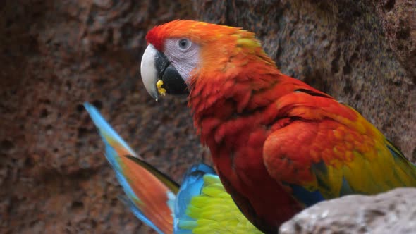 Scarlet macaw (Ara macao) - a large red, yellow and blue parrot