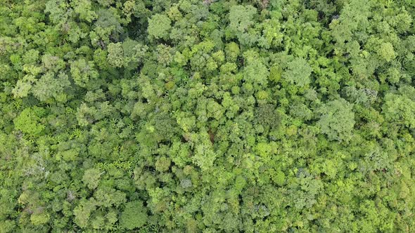 Aerial view of rainforest trees by drone