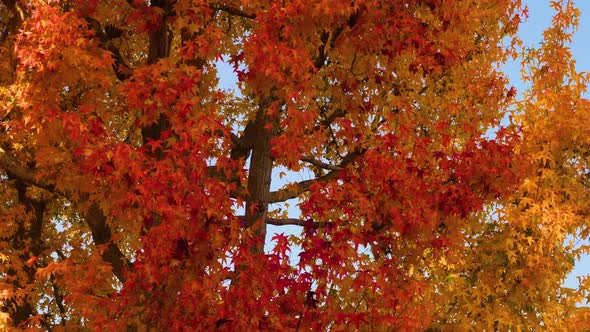 Moving past trees with beautiful autumn colors