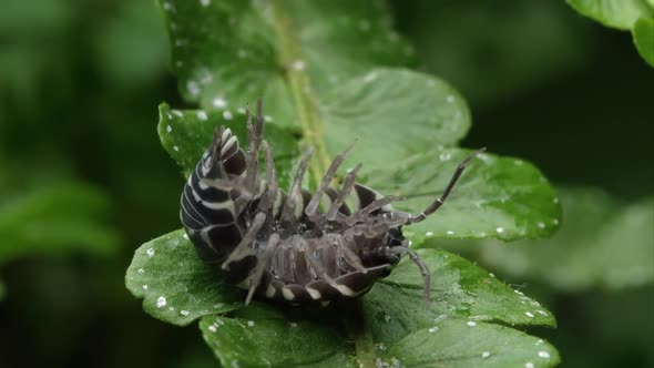 Black and white spotted pill bug on a leaf rolling from its back to feet.