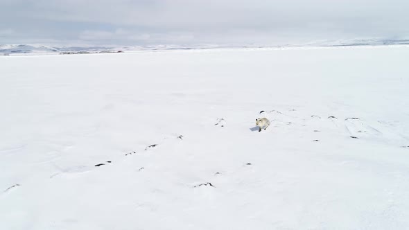 Fox Walk in Winter