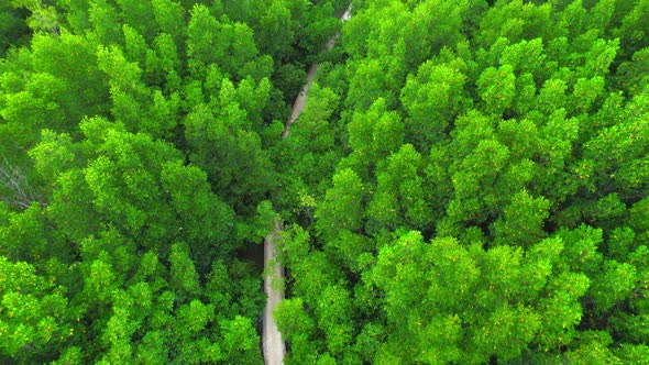 4K : Aerial view over beautiful mangrove forest. Drone Footage