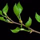 Birch Buds Opening Time Lapse with Alpha Channel - VideoHive Item for Sale