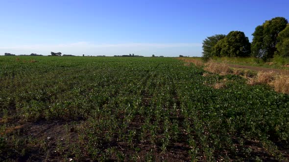 A soy field along a dirt road under a sunny summer afternoon light. Slow motion.