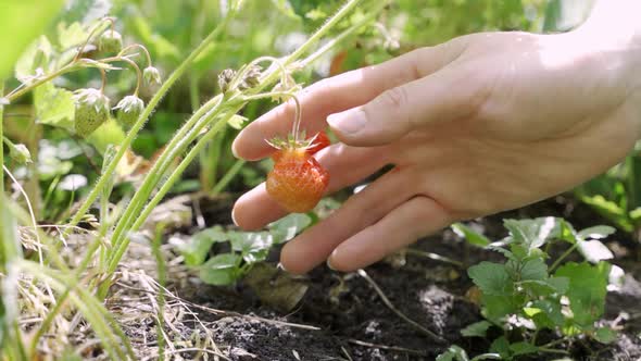 A Woman Picks Red Juicy Strawberries on the Field