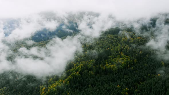 Aerial shot after Rainy Weather in Mountains. Misty Fog blowing over Pine tree Forest.