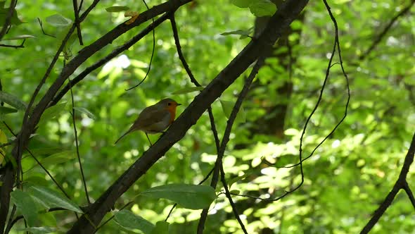 Robin Takes Away From A Branch