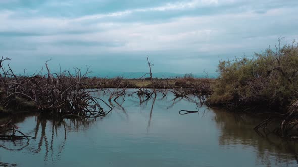 Moody view of wetland with driftwoods.