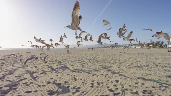 Seagulls on a beach