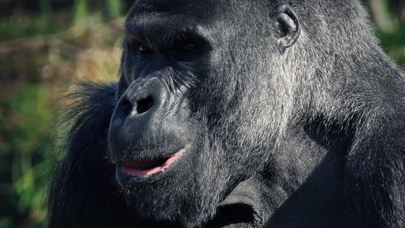 Gorilla Eating Looks up at Camera
