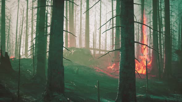 Wildfire Burns Ground in Forest