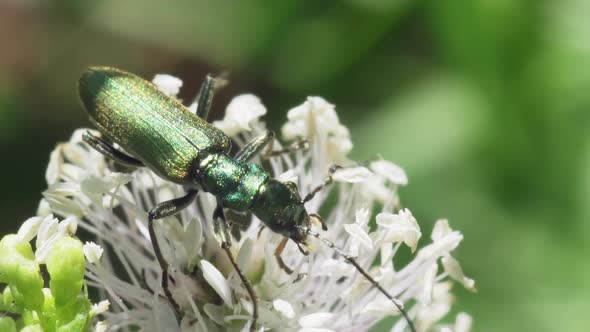 Green Beetle On White Flowers
