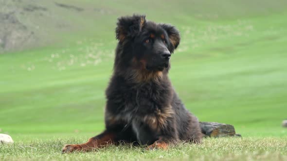 Black Shepherd Dog in Strong Windy Siberian Climate