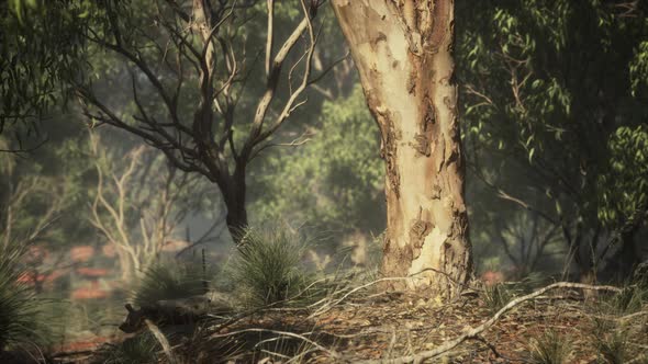 Dirt Track Through Angophora and Eucalyptus Forest