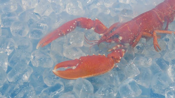 Rotating Around Cooked Lobster In Chilled Ice