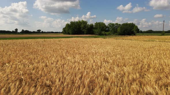 Aerial View of Beautiful Vast Yellow Field of Ripe Wheat Plants