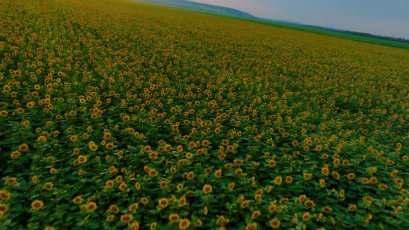 Flight Over the Green Sunflower Field