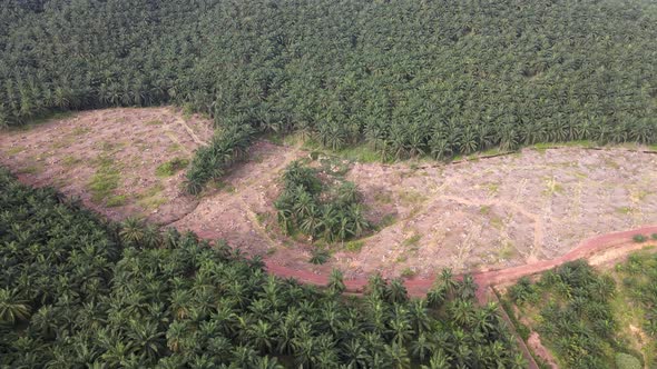 Aerial rotation land clearing activity at oil palm