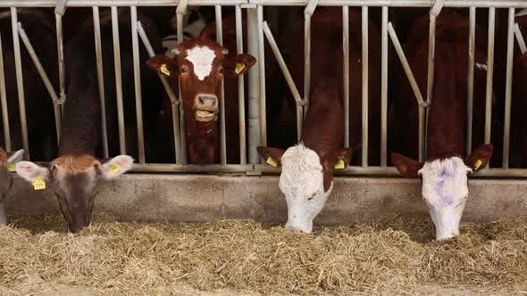 Cows On Farm, Dairy Farm